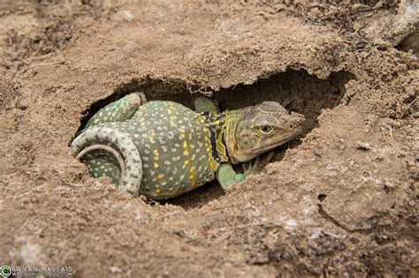 ROUND BOX IN LIZARD 